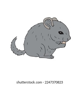 Vector hand drawn doodle sketch colored chinchilla isolated on white background