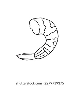 Vector hand drawn doodle sketch shrimp isolated on white background
