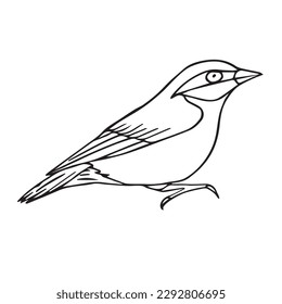 Vector hand drawn doodle sketch nuthatch bird isolated on white background