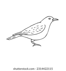 Vector hand drawn doodle sketch catbird bird isolated on white background