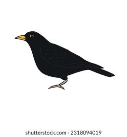 Vector hand drawn doodle sketch black catbird bird isolated on white background