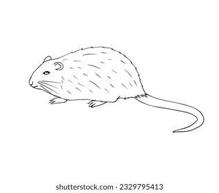 Vector hand drawn doodle sketch nutria isolated on white background