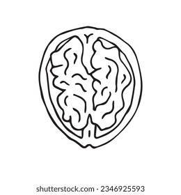Vector hand drawn doodle sketch Walnut nut isolated on white background