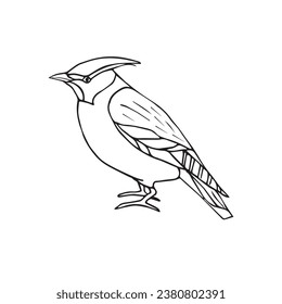 Vector hand drawn doodle sketch waxwing bird isolated on white background