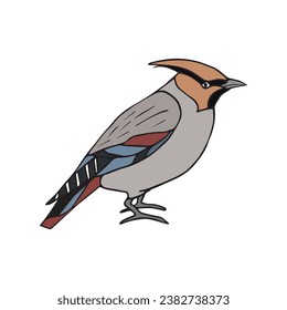 Vector hand drawn doodle sketch colored waxwing bird isolated on white background