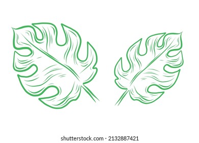 Vector Hand Drawn Doodle Style Palm Leaves Isolated on White Background. Retro Vintage Style Leaves Texture. Tropical palm leaves, jungle leaves vector floral print textile background or for website