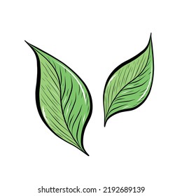 Vector Hand Drawn Doodle Style Green Leaves Isolated on White Background. Retro Vintage Style Leaves Texture. Tropical Fresh leaves, jungle leaves vector floral print textile background or for website