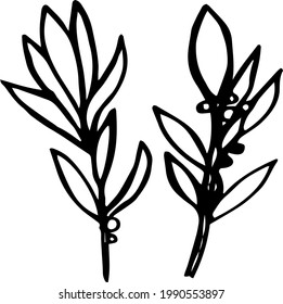 Vector hand drawn doodles different leaves set, linned tree leaves, drawn elements