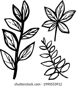 Vector hand drawn doodles different leaves set, linned tree leaves, drawn elements