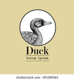 Vector hand drawn duck illustration. Retro engraving style. Sketch farm animal drawing. Isolated fowl image on a white background. Logo template.