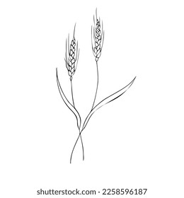 Vector hand drawn ears of wheat sketch doodle. A bunch of ears of wheat, dried whole grains. Cereal harvest, agriculture, organic farming, healthy food symbol. Drawn by hand.Design element