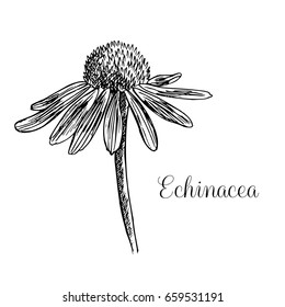 Vector Hand Drawn Echinacea Illustration. 