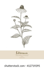 Vector hand drawn echinacea plant illustration.