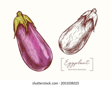 Vector hand drawn Eggplant  illustration in vintage engraving style. Botanical Illustration. Eco food. Delicacy healthy vegetable