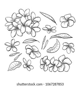 Vector Hand Drawn Elegant Plumeria