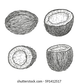 Vector hand drawn elements coconut. Natural tropical food in engraved vintage style illustration. Isolated on white background.