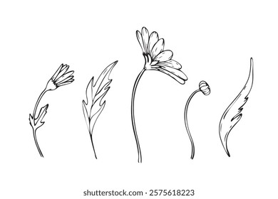 Vector hand drawn engraved floral set. Wild botanical garden bloom. Vector illustration