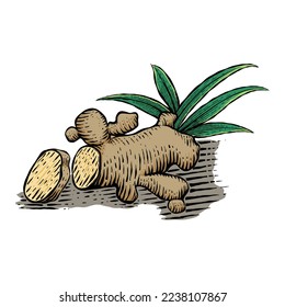 	
El jengibre grabado a mano del vector aislado en fondo blanco. Raíz, trozos de jengibre y hojas. Ilustración de estilo grabada. Especias de hierbas. Detox ingrediente alimentario.