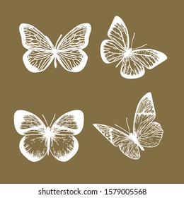 vector hand drawn engraving illustration of white butterflies.