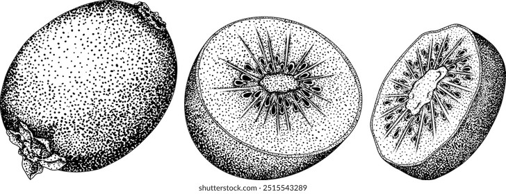 Vector dibujado a mano grabado Kiwi o grosella china, o yangtaosign. Fruta exótica tropical