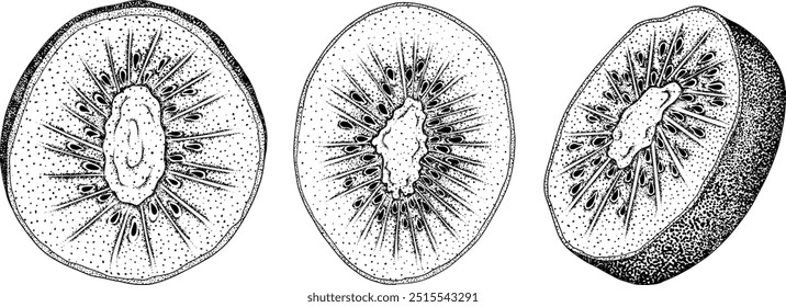 Vector dibujado a mano grabado Kiwi o grosella china, o yangtaosign. Fruta exótica tropical