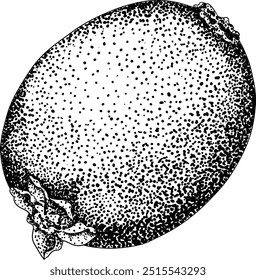 Vector dibujado a mano grabado Kiwi o grosella china, o yangtaosign. Fruta exótica tropical