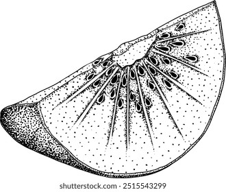 Vector dibujado a mano grabado Kiwi o grosella china, o yangtaosign. Fruta exótica tropical