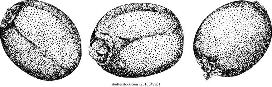 Vector dibujado a mano grabado Kiwi o grosella china, o yangtaosign. Fruta exótica tropical