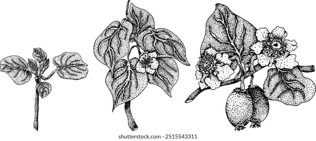 Vector dibujado a mano grabado Kiwi o grosella china, o yangtaosign. Fruta exótica tropical