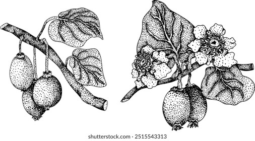 Vector dibujado a mano grabado Kiwi o grosella china, o yangtaosign. Fruta exótica tropical