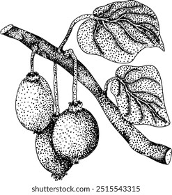 Vector dibujado a mano grabado Kiwi o grosella china, o yangtaosign. Fruta exótica tropical