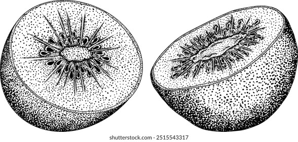 Vector dibujado a mano grabado Kiwi o grosella china, o yangtaosign. Fruta exótica tropical