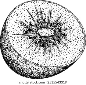 Vector dibujado a mano grabado Kiwi o grosella china, o yangtaosign. Fruta exótica tropical