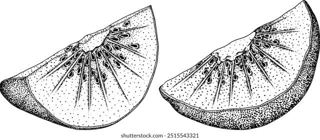 Vector dibujado a mano grabado Kiwi o grosella china, o yangtaosign. Fruta exótica tropical