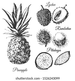 vector hand drawn exotic fruit illustration. collection of pineapple, lychee, rambutan, dragonfruit. tropical set for botanical design template