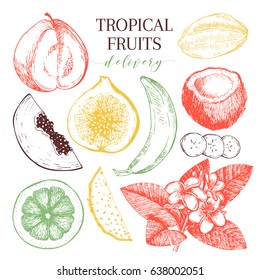 Vector hand drawn exotic fruits. Engraved smoothie bowl ingredients. Tropical sweet food delivery. Guava, fig, coconut, orange, banana, papaya, pitaya. Use for exotic restaurant food party
