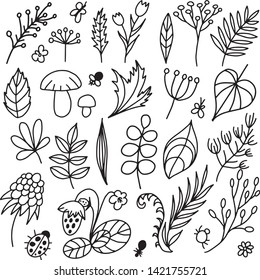 Vector hand drawn fall set of plants