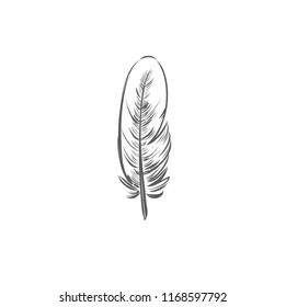 Vector hand drawn Feather. Isolated object on white