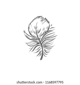 Vector hand drawn Feather. Isolated object on white