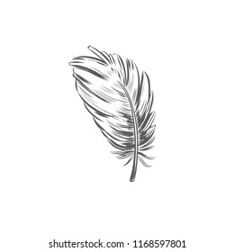 Vector hand drawn Feather. Isolated object on white