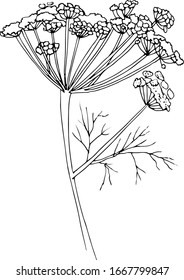 Vector hand drawn fennel isolated on white background. 