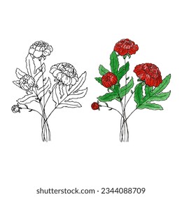 Vector hand drawn field flower. Isolated on white background. Watercolor and liner
