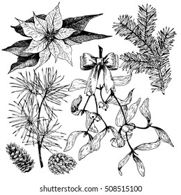VEctor hand drawn fir, pine, poinsettia,mistletoe and pinecones. Vintage engraved winter plant. Botanical illustration. Christmas decoration. Monochrome  illustration. Use for Xmas holiday decorating.