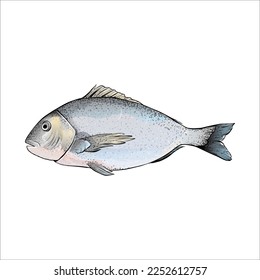vector hand drawn fish line art watercolor style