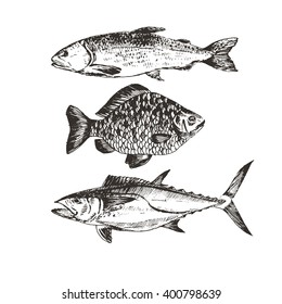 vector hand drawn fish