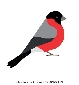Vector hand drawn flat bullfinch bird isolated on white background