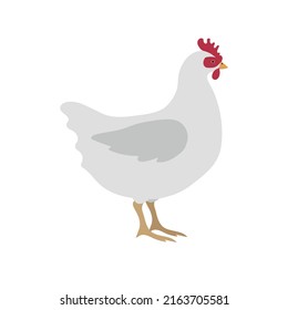 Vector hand drawn flat chicken hen isolated on white background