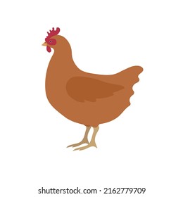 Vector hand drawn flat colored chicken hen isolated on white background