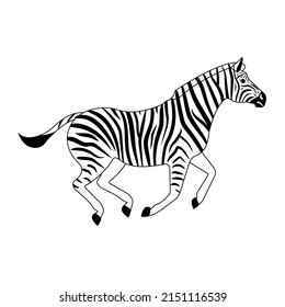 Vector hand drawn flat running zebra isolated on white background