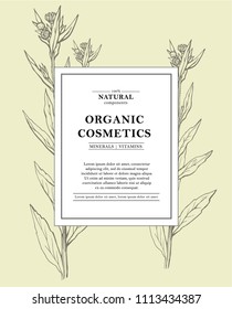 Vector hand drawn floral cards and banners. Botanical hand drawn illustration. Vintage hipster herb templates. Natural organic cosmetics packaging design.